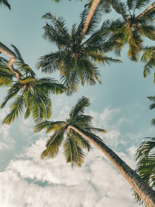 Tall coconut palms against a bright blue Bali sky